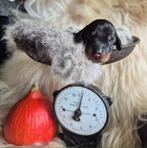 Ruwharige dwergteckel pups, Rabiës (hondsdolheid), 8 tot 15 weken, Dwerg, Meerdere