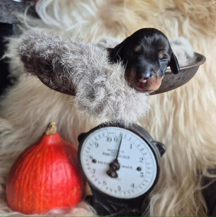 Ruwharige dwergteckel pups (gereserveerd), Dieren en Toebehoren, Honden | Teckels en Dashonden, Meerdere dieren, Dwerg, Particulier