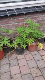 Citroengeranium in pot, Huis en Inrichting, Kamerplanten, Overige soorten, In pot, Minder dan 100 cm, Bloeiende kamerplant
