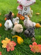 6 gesekste hen kuikens 🐥4wk geent Usa zijdehoen✅, Dieren en Toebehoren, Pluimvee, Vrouwelijk, Kip