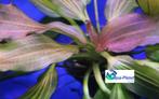 Waterplanten "Actie 3 voor 15,-", Ophalen of Verzenden, Nieuw, Plant(en), Steen of Hout