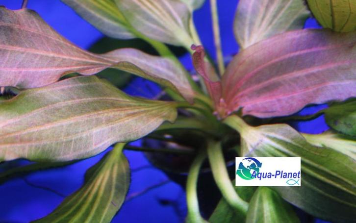 Waterplanten "Actie 3 voor 15,-", Dieren en Toebehoren, Vissen | Aquaria en Toebehoren, Nieuw, Plant(en), Steen of Hout, Ophalen of Verzenden