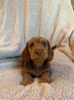 Liefste teckel pup - ruwhaar - standaard, Dieren en Toebehoren, Honden | Teckels en Dashonden, Standaard, CDV (hondenziekte), 8 tot 15 weken