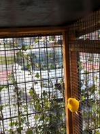 Kanarie, Mannelijk, Kleurkanarie