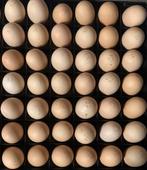 USA broedeieren, Dieren en Toebehoren, Pluimvee, Geslacht onbekend, Kip