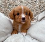 Nova scotia duck tolling retriever, Parvo, Overige rassen, 8 tot 15 weken, Meerdere
