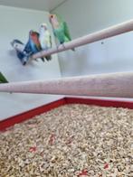 Agapornis colli, Dieren en Toebehoren, Vogels | Parkieten en Papegaaien, Meerdere dieren, Dwergpapegaai of Agapornis