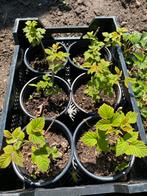 Frambozen in grote pot, Tuin en Terras, Planten | Tuinplanten, Ophalen, Volle zon, Vaste plant, Zomer