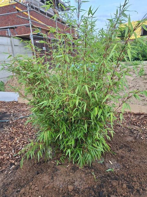 fargesia rufa, Tuin en Terras, Planten | Struiken en Hagen, Struik, Bamboe, 100 tot 250 cm, Ophalen of Verzenden