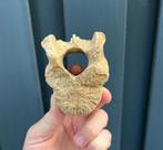 Holenbeer wervel Oostenrijk L3, Ophalen of Verzenden, Mineraal