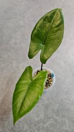 Alocasia Macrorrhiza Black Stem, Ophalen of Verzenden