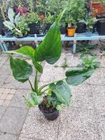 alocasia cucullata - chinese taro, Ophalen, Overige soorten, Minder dan 100 cm