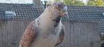 Perzische iraanse hoogvlieger, Dieren en Toebehoren, Vogels | Duiven, Mannelijk, Kropper