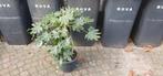 Fatsia Japonica in pot (Vingerplant), Huis en Inrichting, Ophalen, In pot, Halfschaduw, Minder dan 100 cm