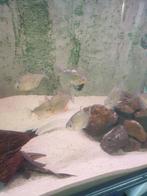 Metynnis hypsauchen – Silver Dollar, Dieren en Toebehoren, Vissen | Aquariumvissen, Vis