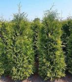 Mooie volle thuja coniferen, Tuin en Terras, Planten | Bomen, Ophalen of Verzenden, Bloeit niet, Halfschaduw, Overige soorten