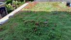 Sedum trays 50x50 grote voorraad 48 euro per m2, Ophalen of Verzenden, Zomer, Halfschaduw