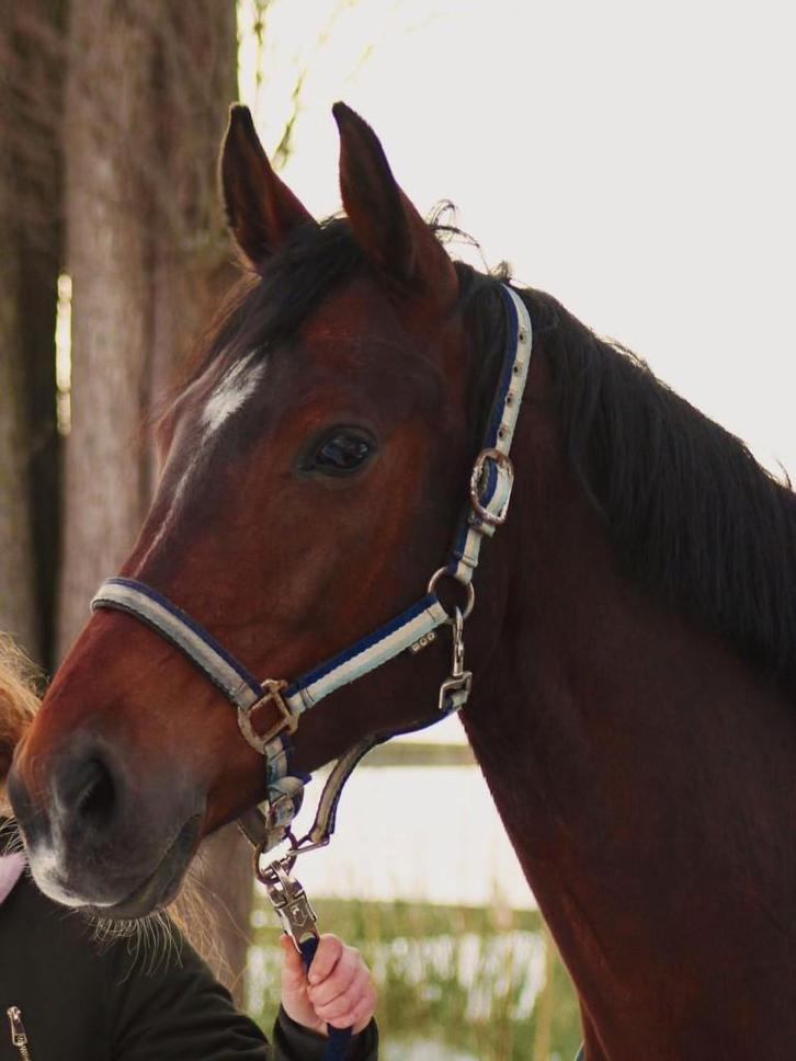 Lief allround paard zoekt bijrijder/leaser, Dieren en Toebehoren, Paarden en Pony's | Overige Paardenspullen, Nieuw, Dressuur