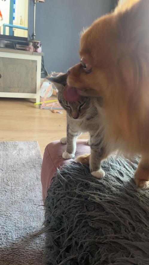 Honden/katten oppas, Diensten en Vakmensen, Dieren | Honden | Verzorging, Oppas en Les, Particuliere oppas, Pension of Dagopvang