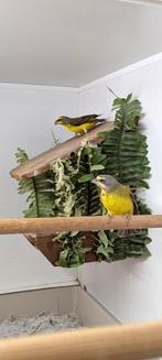 Prachtig koppel Mozambique sijzen, Dieren en Toebehoren, Vogels | Overige Vogels, Meerdere dieren