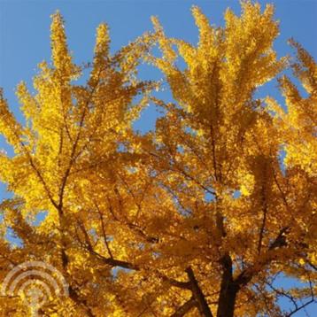 Ginkgo biloba Chin tempelboom Jap Notenboom gele herfstkleur beschikbaar voor biedingen