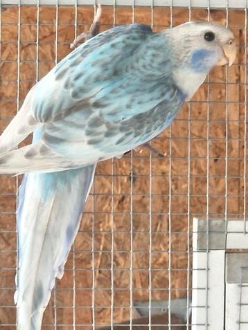 Rosella '25  beschikbaar voor biedingen