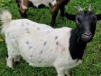 DRACHTIGE DWERGGEIT, Dieren en Toebehoren, Schapen, Geiten en Varkens, Vrouwelijk, Geit