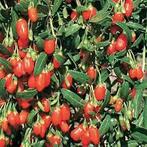 FRUITSTRUIKEN VOOR DE KLEINERE TUIN, Ophalen, Nieuw