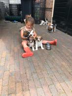 leuke australian shepherd x kooiker, Rabiës (hondsdolheid), Overige rassen, 8 tot 15 weken, Meerdere dieren