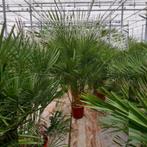 Chamaerops Humilis - Europese Dwergpalm g30987, Ophalen of Verzenden