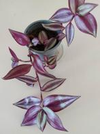 Tradescantia, Huis en Inrichting, Kamerplanten, Ophalen, Overige soorten, Minder dan 100 cm