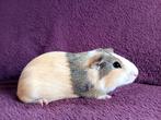 Cavia beertje, Dieren en Toebehoren, Mannelijk, Tam, Maart, Cavia