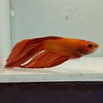 Betta splendens man 04, Vis