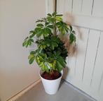 Schefflera kamerplant (boom) 80cm incl pot, evt te bezorgen*, Huis en Inrichting, Kamerplanten, Ophalen, Overige soorten, Halfschaduw
