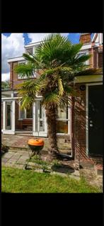 Palmboom te koop, 250 tot 400 cm, Zomer, Palmboom, Ophalen