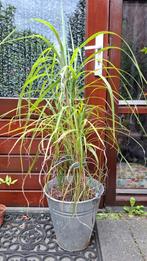 siergras Miscanthus Sinensis prachtriet, Ophalen, Zomer, Siergrassen, Volle zon
