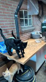 Boerderij katten, Dieren en Toebehoren, Katten en Kittens | Overige Katten, Meerdere dieren, 0 tot 2 jaar