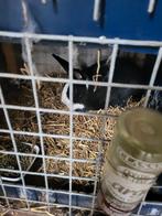 Gonzonde  mooi  vokkonljnen 3 voedsters  1 ram, Ophalen of Verzenden, 110 cm of meer, 90 cm of meer