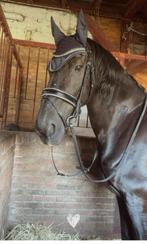 Ontzettend lieve fries te koop, Dieren en Toebehoren, Paarden, Ruin, Recreatiepaard