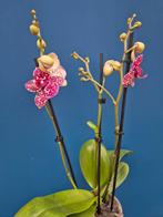 Orchidee Phalaenopsis Special (1), Ophalen of Verzenden, Halfschaduw, Minder dan 100 cm
