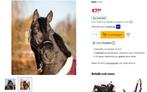 Mooi show halster zwart met bont nieuw maat Cob, Dieren en Toebehoren, Paarden en Pony's | Hoofdstellen en Tuigage, Ophalen of Verzenden