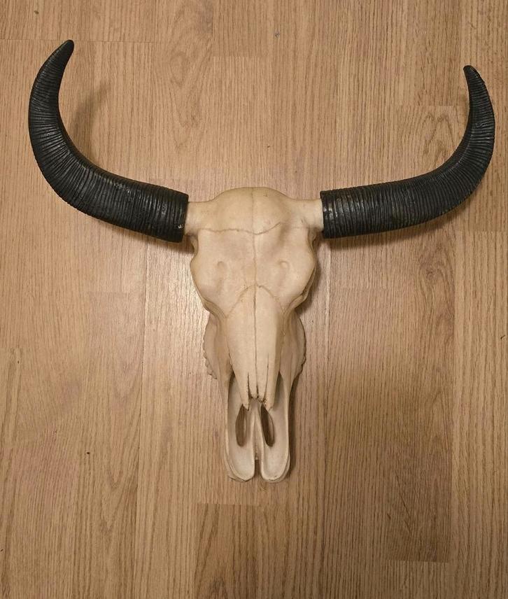 Schedels decoratief buffelschedel 2 stuks, Verzamelen, Dierenverzamelingen, Gebruikt, Schedel, Overige soorten, Ophalen