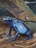 D Tinctorius Azureus (gifkikker), Dieren en Toebehoren, Reptielen en Amfibieën, Amfibie, 0 tot 2 jaar