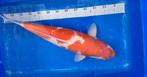 Kohaku 59cm Momotaru yonsai koi, Karper of Koi