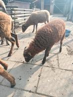 Ouessant schaap ram bok geboren  april2025, Dieren en Toebehoren, Mannelijk, Schaap