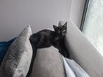 Kitten zoekt huisje, Dieren en Toebehoren, Katten en Kittens | Raskatten | Korthaar, Kater, 0 tot 2 jaar