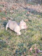 Franse bulldog pup reutje, Parvo, Reu, 8 tot 15 weken, Bulldog