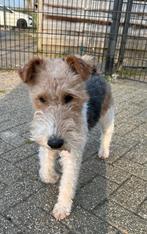 Fox terriër Draadhaar dekreu, Dieren en Toebehoren, Reu, 1 tot 2 jaar, Eén hond, Nederland