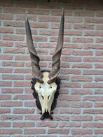 Prachtige Grote Schedel Elandantilope Hoorns jacht Afrika, Ophalen of Verzenden, Gebruikt, Wild dier, Schedel