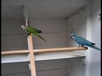 Koppel muisparkieten te koop, Dieren en Toebehoren, Meerdere dieren, Parkiet, Geringd